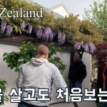 1731314350 maxresdefault infoshare - nz immigration news / 뉴질랜드 이민정보