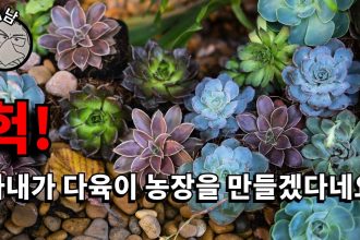1745049306 maxresdefault infoshare - nz immigration news / 뉴질랜드 이민정보