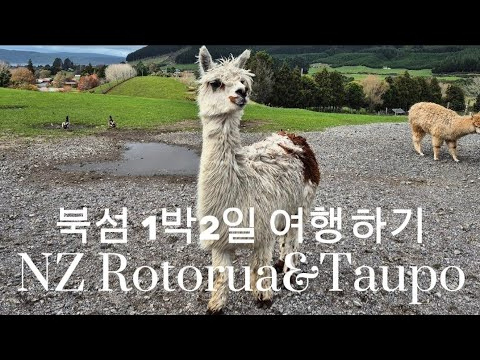 1748848029 hqdefault infoshare - nz immigration news / 뉴질랜드 이민정보
