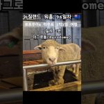 1749117969 maxresdefault infoshare - nz immigration news / 뉴질랜드 이민정보