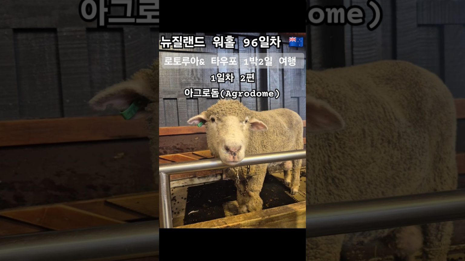 1749117969 maxresdefault infoshare - nz immigration news / 뉴질랜드 이민정보