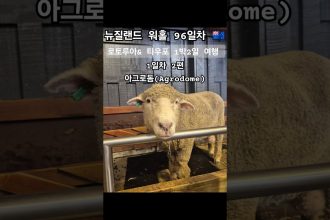 1749117969 maxresdefault infoshare - nz immigration news / 뉴질랜드 이민정보