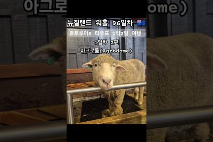 1749117969 maxresdefault infoshare - nz immigration news / 뉴질랜드 이민정보