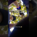 1750584488 maxresdefault infoshare - nz immigration news / 뉴질랜드 이민정보
