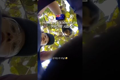1750584488 maxresdefault infoshare - nz immigration news / 뉴질랜드 이민정보