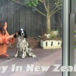 1751361249 maxresdefault infoshare - nz immigration news / 뉴질랜드 이민정보