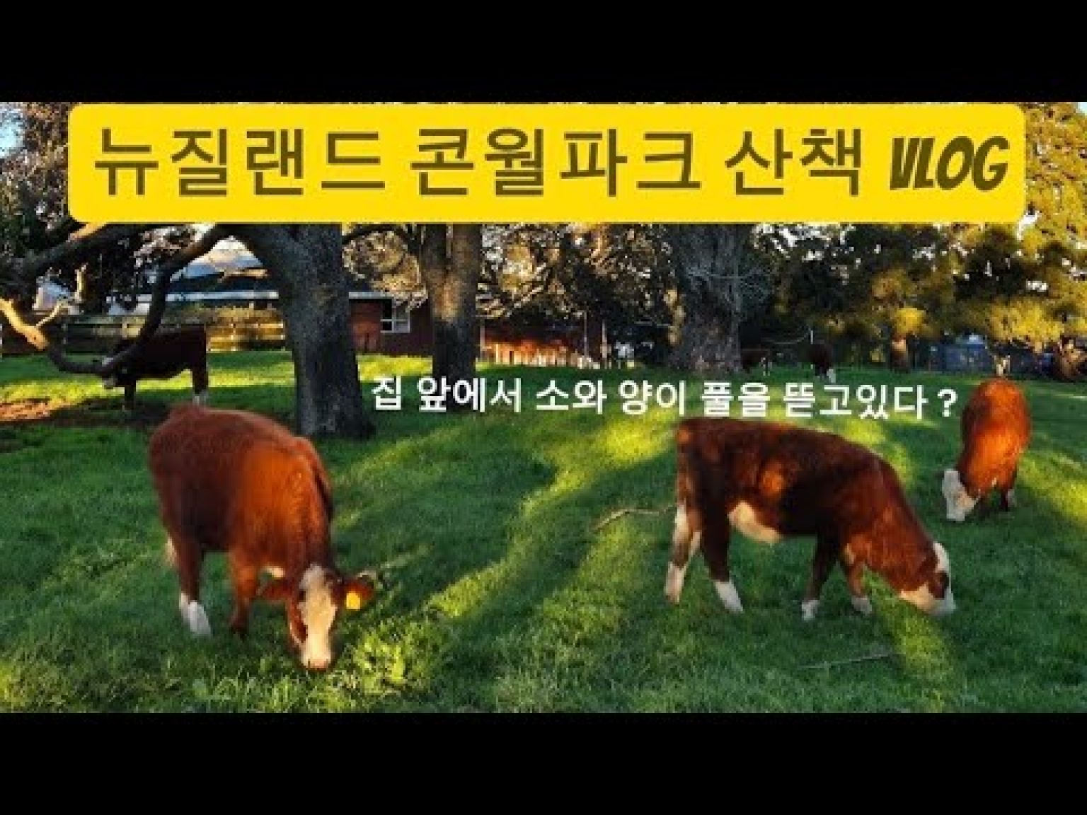 1753097769 hqdefault infoshare - nz immigration news / 뉴질랜드 이민정보