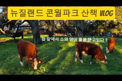 1753097769 hqdefault infoshare - nz immigration news / 뉴질랜드 이민정보