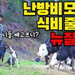 1754558348 maxresdefault infoshare - nz immigration news / 뉴질랜드 이민정보