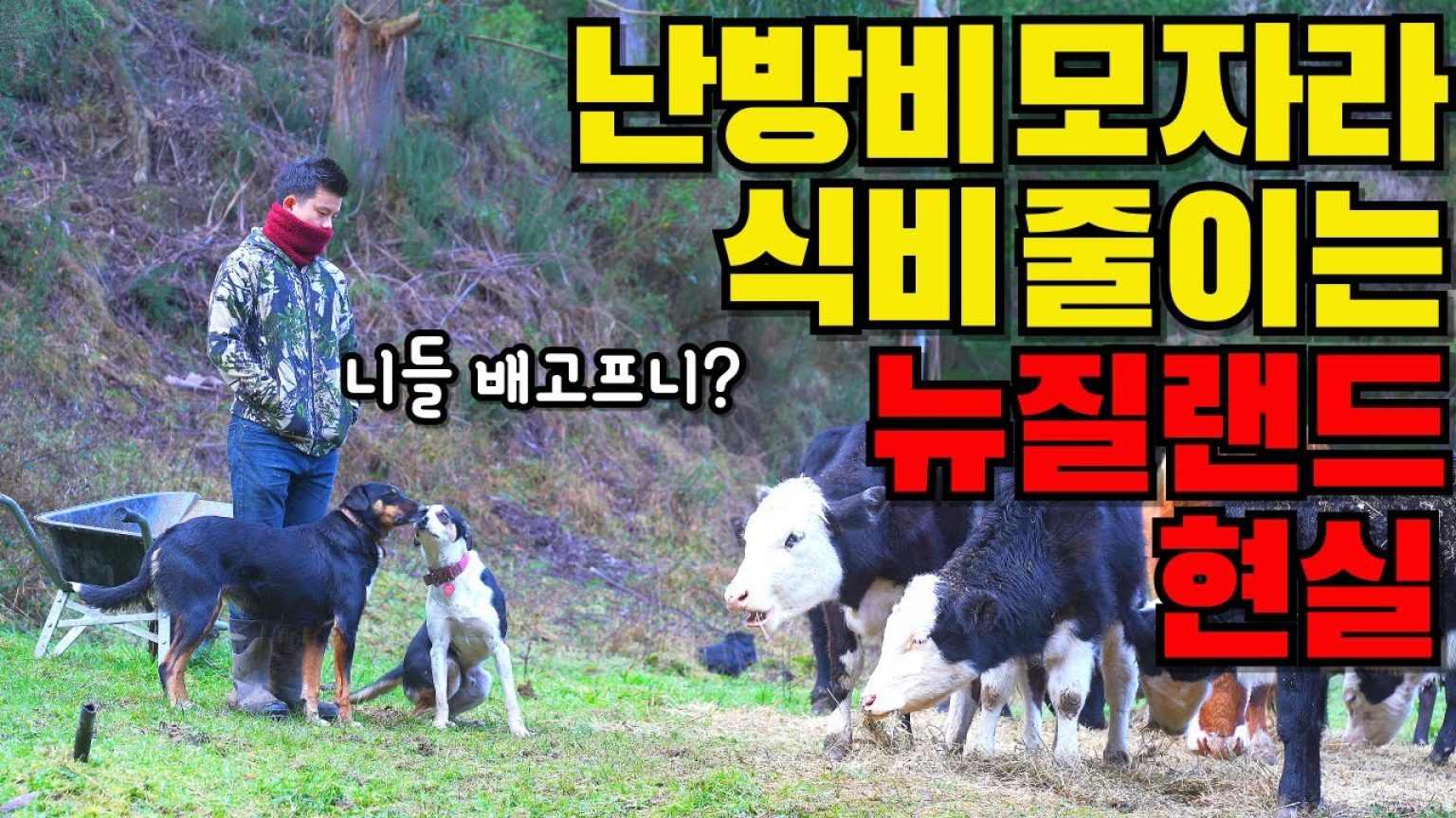 1754558348 maxresdefault infoshare - nz immigration news / 뉴질랜드 이민정보
