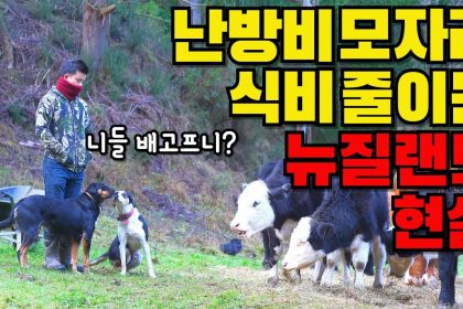 1754558348 maxresdefault infoshare - nz immigration news / 뉴질랜드 이민정보
