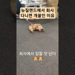 1754823668 maxresdefault infoshare - nz immigration news / 뉴질랜드 이민정보