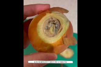 1755515351 maxresdefault infoshare - nz immigration news / 뉴질랜드 이민정보