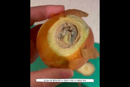 1755515351 maxresdefault infoshare - nz immigration news / 뉴질랜드 이민정보