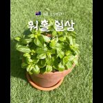 1759911609 maxresdefault infoshare - nz immigration news / 뉴질랜드 이민정보