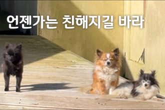 1760946608 maxresdefault infoshare - nz immigration news / 뉴질랜드 이민정보