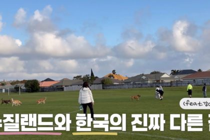 1761211809 maxresdefault infoshare - nz immigration news / 뉴질랜드 이민정보