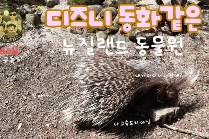1761301813 maxresdefault infoshare - nz immigration news / 뉴질랜드 이민정보