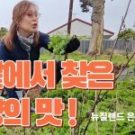 1761820212 maxresdefault infoshare - nz immigration news / 뉴질랜드 이민정보