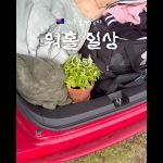 1762069210 maxresdefault infoshare - nz immigration news / 뉴질랜드 이민정보