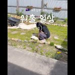 1762849210 maxresdefault infoshare - nz immigration news / 뉴질랜드 이민정보