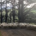1763302209 maxresdefault infoshare - nz immigration news / 뉴질랜드 이민정보