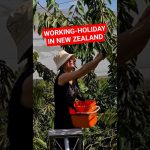 1764835809 maxresdefault infoshare - nz immigration news / 뉴질랜드 이민정보