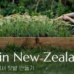 1765620608 maxresdefault infoshare - nz immigration news / 뉴질랜드 이민정보