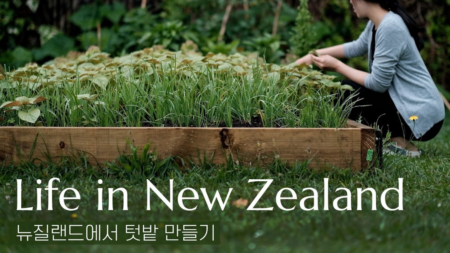 1765620608 maxresdefault infoshare - nz immigration news / 뉴질랜드 이민정보