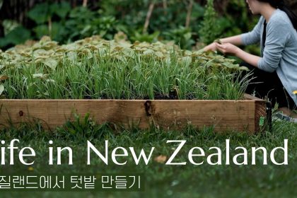 1765620608 maxresdefault infoshare - nz immigration news / 뉴질랜드 이민정보