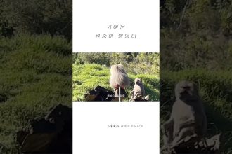 1766138411 maxresdefault infoshare - nz immigration news / 뉴질랜드 이민정보