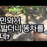 1769433010 hqdefault infoshare - nz immigration news / 뉴질랜드 이민정보