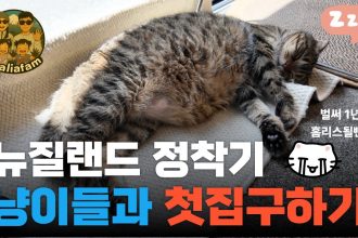 1770366612 maxresdefault infoshare - nz immigration news / 뉴질랜드 이민정보