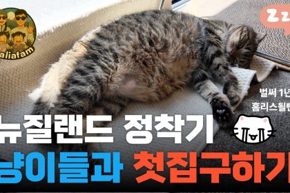 1770366612 maxresdefault infoshare - nz immigration news / 뉴질랜드 이민정보