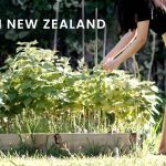1770459009 maxresdefault infoshare - nz immigration news / 뉴질랜드 이민정보