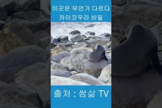 1772033410 maxresdefault infoshare - nz immigration news / 뉴질랜드 이민정보