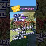 1773064210 maxresdefault infoshare - nz immigration news / 뉴질랜드 이민정보