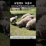 1773127210 maxresdefault infoshare - nz immigration news / 뉴질랜드 이민정보
