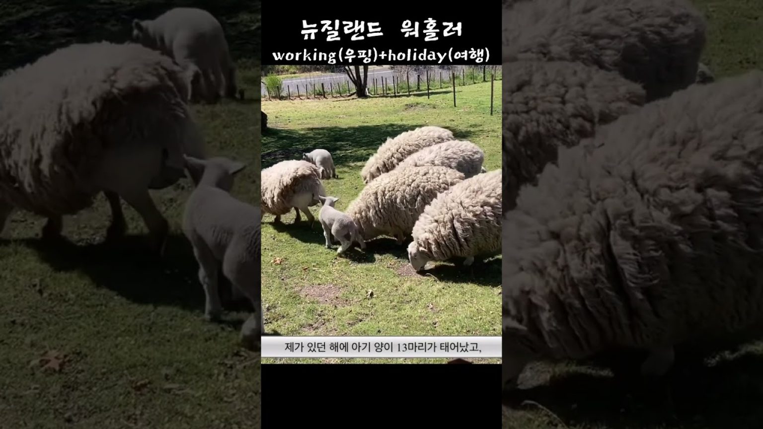 1773127210 maxresdefault infoshare - nz immigration news / 뉴질랜드 이민정보