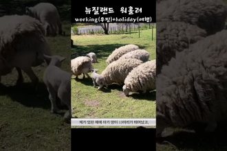 1773127210 maxresdefault infoshare - nz immigration news / 뉴질랜드 이민정보