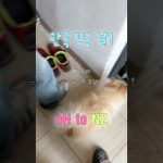 1775121024 maxresdefault infoshare - nz immigration news / 뉴질랜드 이민정보