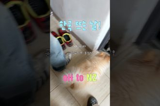 1775121024 maxresdefault infoshare - nz immigration news / 뉴질랜드 이민정보