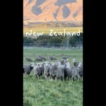 1776076806 maxresdefault infoshare - nz immigration news / 뉴질랜드 이민정보