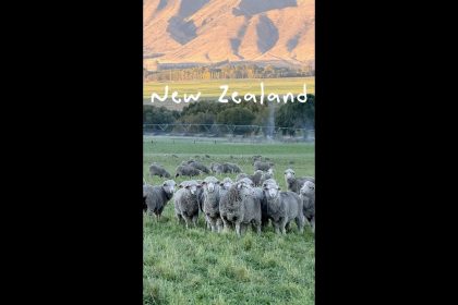 1776076806 maxresdefault infoshare - nz immigration news / 뉴질랜드 이민정보