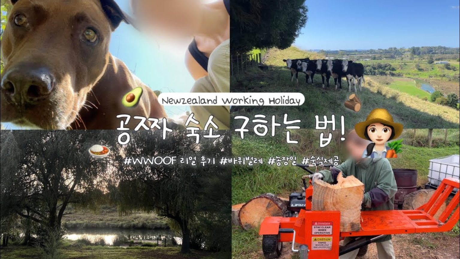 1778928611 maxresdefault infoshare - nz immigration news / 뉴질랜드 이민정보