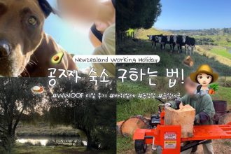 1778928611 maxresdefault infoshare - nz immigration news / 뉴질랜드 이민정보