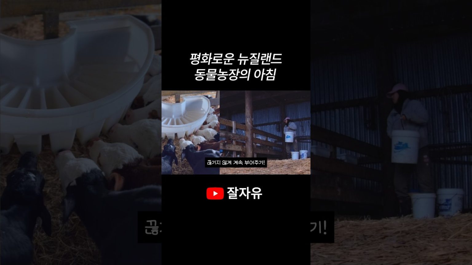 1779006011 maxresdefault infoshare - nz immigration news / 뉴질랜드 이민정보