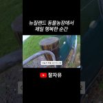 1779181215 maxresdefault infoshare - nz immigration news / 뉴질랜드 이민정보