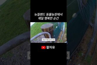 1779181215 maxresdefault infoshare - nz immigration news / 뉴질랜드 이민정보