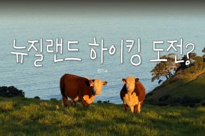 1779524408 maxresdefault infoshare - nz immigration news / 뉴질랜드 이민정보